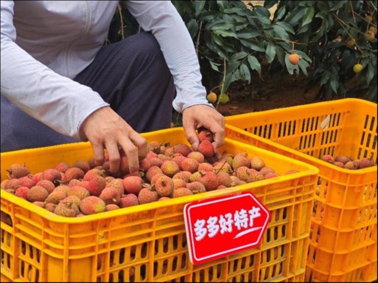 ▲&ldquo;2025多多好特产&rdquo;专项深入数十个农产区，助力各地农户增产增收。（陈振豪 摄）